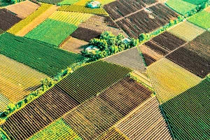 Những cánh đồng khoai mỡ bạt ngàn tại huyện Tân Phước. (Ảnh T.Lâm)