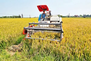 Nông dân huyện Lệ Thủy thu hoạch lúa đông xuân bằng máy gặt liên hợp.