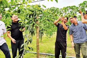 Mô hình trồng chanh leo của anh Ðặng Văn Giang ở thôn Trại Ðinh, xã Ðầm Hà, huyện Ðầm Hà, Quảng Ninh.