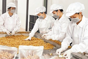 Ðóng gói sản phẩm long nhãn tại Công ty cổ phần Xuất nhập khẩu hoa quả Sơn La.
