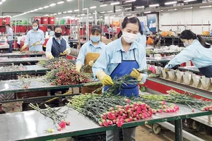 Sản xuất hoa công nghệ cao tại thành phố Ðà Lạt, tỉnh Lâm Ðồng. 