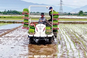 Cấy lúa bằng máy trên cánh đồng Hòa Tiến 1, huyện Hòa Vang (Ðà Nẵng).