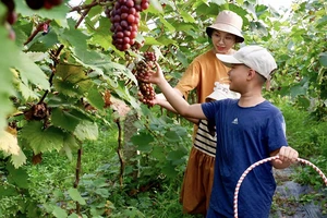 Khách du lịch trải nghiệm hái nho tại trang trại du lịch sinh thái ở xã Vĩnh Ngọc, huyện Ðông Anh, Hà Nội. (Ảnh GIANG NAM)