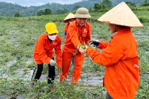 Người dân thôn Nà Săm, xã Thượng Giáo, huyện Ba Bể kiểm tra chất lượng cây cà gai leo.