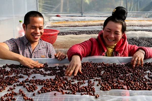  Xã viên Hợp tác xã Aratay Coffee (xã Chiềng Chung, huyện Mai Sơn, tỉnh Sơn La) sàng lọc hạt cà-phê.