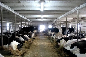 Trang trại nuôi bò sữa ở Canada. (Ảnh: Dairy farmers of Canada/TTXVN)