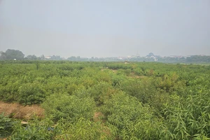 Khu đất bị bỏ hoang nằm ở trung tâm thành phố Phúc Yên.