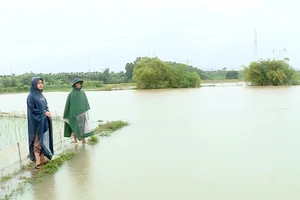 Nhiều diện tích lúa trên địa bàn tỉnh bị ngập úng.