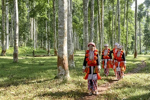 Du lịch sinh thái rừng thu hút nhiều khách du lịch đến Tuyên Quang.