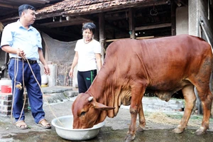 Chị Phạm Thị Hoa, hộ nghèo ở thôn Đông, xã An Hà (Lạng Giang) được hỗ trợ bò giống sinh sản.