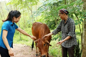 Chị Mạc Thị Vụ (bên phải), thôn Thượng, xã Dương Đức, được hỗ trợ bò sinh sản để có thêm sinh kế.