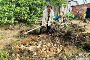 Không bán được củ đậu, ông Nguyễn Sáu đào hố chôn để dọn vườn làm vụ rau màu mới.