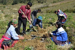 Người dân xã Xà Dề Phìn, huyện Sìn Hồ, Lai Châu, thu hoạch đương quy. (Ảnh: Trần Tuấn)