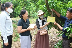 Gắn thẻ cho cây vải thiều đã được liên kết hỗ trợ sản xuất, bao tiêu sản phẩm. 