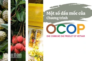 [Infographic] Một số dấu mốc của Chương trình OCOP tại Việt Nam 