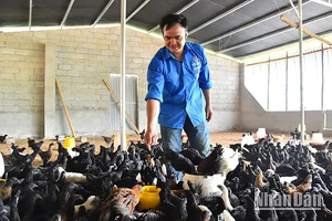 Cơ sở chăn nuôi của anh Hà Văn Ngọc, Giám đốc Hợp tác xã Dịch vụ nông nghiệp tổng hợp thanh niên tại huyện Yên Minh, tỉnh Hà Giang. (Ảnh: THỦY NGUYÊN)