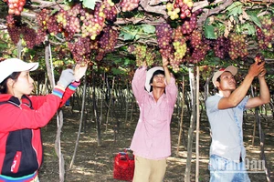 Nông dân xã Vĩnh Hải, huyện Ninh Hải (Ninh Thuận) chăm sóc nho theo tiêu chuẩn VietGAP.