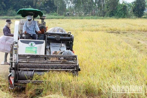 Thu hoạch lúa tại xã Trường Xuân, huyện Tháp Mười, tỉnh Đồng Tháp. (Ảnh: HỮU NGHĨA)