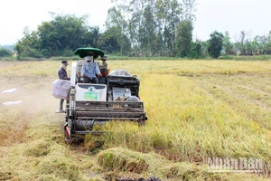 Thu hoạch lúa tại xã Trường Xuân, huyện Tháp Mười, tỉnh Đồng Tháp. (Ảnh: HỮU NGHĨA)