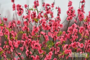 Hoa đào Nhật Tân. (Ảnh THÀNH ĐẠT)