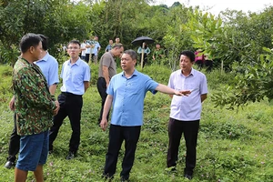 Đại diện lãnh đạo UBND tỉnh Lạng Sơn kiểm tra mô hình trồng cây mắc-ca của các hộ dân ở xã An Sơn, huyện Văn Quan.