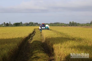 Mô hình sản xuất lúa chất lượng cao trên cánh đồng mẫu lớn tại Phú Thọ. 