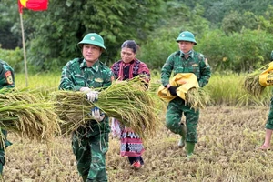 Bộ đội Biên phòng Thừa Thiên Huế giúp dân gặt lúa trước khi cơn bão số 3 đổ bộ vào.