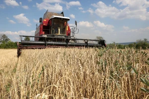 EU trở thành tuyến đường vận chuyển chính của ngũ cốc Ukraine kể từ khi Nga chấm dứt “Thỏa thuận ngũ cốc Biển Đen”. Ảnh | Anatoli Stepanov/ AFP 