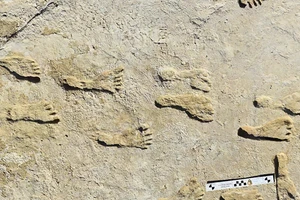 Dấu chân người hóa thạch tại vườn quốc gia White Sands.