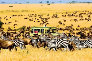 Du khách ngắm nhìn những bầy thú trong mùa di cư lớn nhất năm trong hành trình luxury travel khám phá châu Phi. Nguồn ảnh | Vietravel