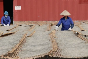 Hợp tác xã miến dong Tài Hoan (Na Rì) đã xuất khẩu sản phẩm sang châu Âu. (Trong ảnh: Thành viên hợp tác xã phơi miến).