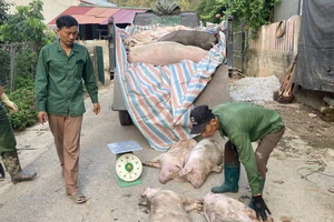 Vận chuyển đem tiêu hủy lợn nhiễm dịch tại xã Dương Quang, thành phố Bắc Kạn. Ảnh: NGỌC TÚ.