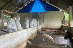 Cục Thú y (Bộ Nông nghiệp và Phát triển nông thôn) kiểm tra tình hình dịch bệnh tại huyện Bạch Thông (Bắc Kạn). Ảnh: THU TRANG