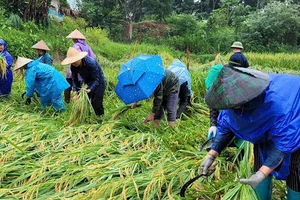 Tuổi trẻ huyện Quan Sơn gặt lúa giúp dân.