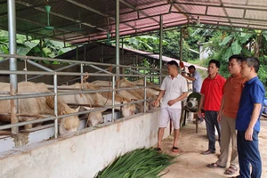 Nhờ nguồn vốn vay ưu đãi, người dân thôn Hòa Bình, xã Ái Quốc, huyện Lộc Bình (Lạng Sơn) phát triển chăn nuôi ngựa bạch hiệu quả.