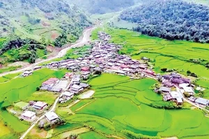 Giống lúa nếp Tan đặc sản làm nên sắc xanh tuyệt đẹp cho những cánh đồng Ngọc Chiến. Ảnh | Vietmountain Travel