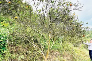 Một vườn cam bị bệnh tại thị trấn Nông trường Trần Phú, huyện Văn Chấn.
