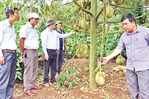 Tổng diện tích cây sầu riêng của tỉnh Đắk Lắk đã được Tổng cục Hải quan Trung Quốc phê duyệt và đang chờ phê duyệt cấp mã số vùng trồng để xuất khẩu sang Trung Quốc là 5.078 ha.