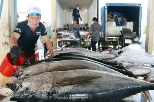 Các chủ vựa thu mua, sơ chế cá ngừ xuất khẩu tại cảng cá Đông Tác, thành phố Tuy Hòa, Phú Yên.