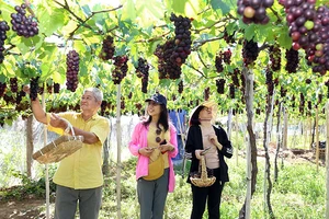 Du khách trải nghiệm tại vườn nho của nông dân Ninh Thuận.