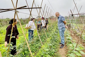 Du khách trải nghiệm tour du lịch nông nghiệp xanh tại Long Biên, Hà Nội.