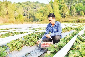 Anh Hoàng Văn Dán thu hoạch dâu tây tại vườn. (Ảnh MỸ HÀ)