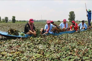 Du khách tham gia trải nghiệm hoạt động hái ấu của người nông dân ở khu vực lòng hồ Tân Trung, huyện Phú Tân, tỉnh An Giang. (Ảnh: TTXVN)