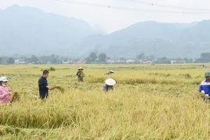 Thu hoạch lúa đặc sản tại huyện Phù Yên, tỉnh Sơn La. (Ảnh Quang Anh)