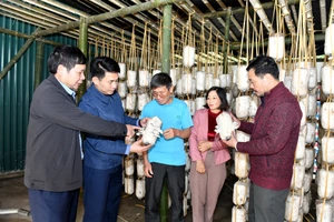 Cán bộ Trường đại học Nông-Lâm Bắc Giang hướng dẫn, chuyển giao kỹ thuật trồng nấm cho người dân xã Vĩnh An, huyện Sơn Động.