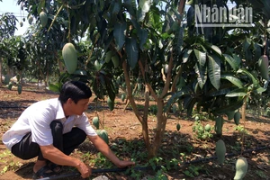Diện tích cây ăn quả ở các xã của huyện Mai Sơn được người dân đầu tư hệ thống tưới ẩm tự động.
