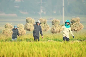 Nông dân Điện Biên thu hoạch lúa mùa. (Ảnh: Lê Lan)