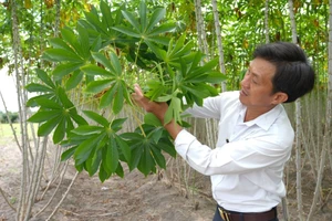 Kiểm tra tình trạng nhiễm bệnh khảm lá trên cây sắn tại huyện Châu Thành, tỉnh Tây Ninh. (Ảnh TTXVN) 