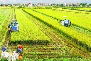 Thu hoạch lúa ở Thanh Hóa. Ảnh Hoàng Văn Đức.