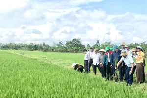 Mô hình sản xuất lúa hữu cơ, tuần hoàn tại xã Khánh Vĩnh Yên, huyện Can Lộc (Hà Tĩnh).